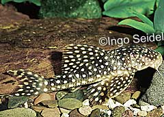 Scobinancistrus sp. "Iriri"
