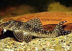 Scobinancistrus sp. (L048)