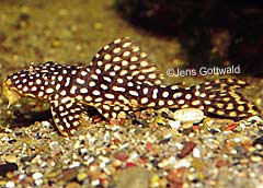 Scobinancistrus sp. (L253)