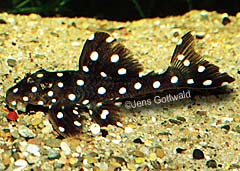 Scobinancistrus sp. (L368)