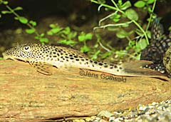 Squaliforma cf. emarginata (L011)