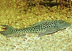 Squaliforma sp. (L093)