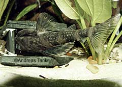 Zonancistrus sp. (L052)