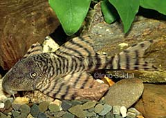 Panaqolus changae