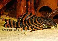 Panaqolus sp. (L397)